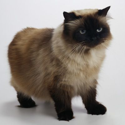 Is Himalayan Siamese Cat Mix Right For You?