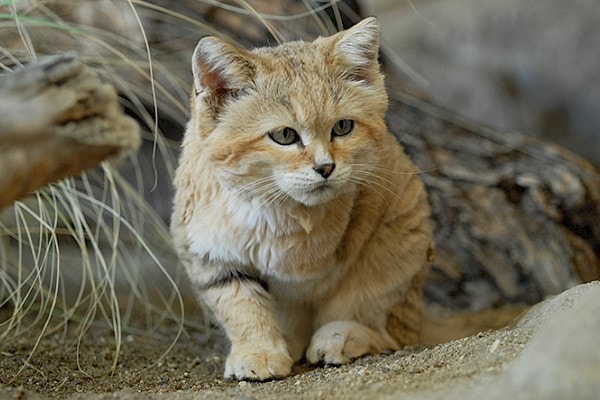 Can Sand Cats Be Pets? - Kitty Devotees