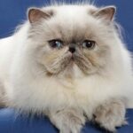 8 Snub-Nosed Cats That Are Just So Precious