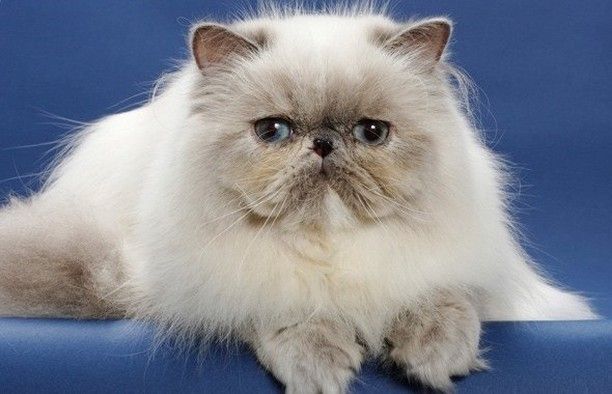 8 Snub-Nosed Cats That Are Just So Precious