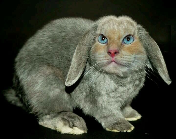 Cat mix with clearance rabbit