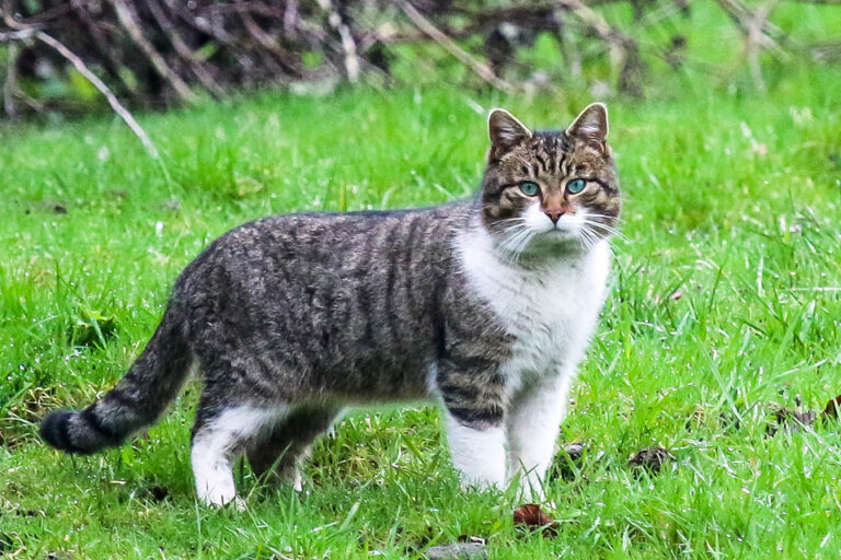 Tomcat Jowls 101 Everything You Need to Know Kitty Devotees