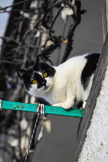 What Are Magpie Cats? - Kitty Devotees