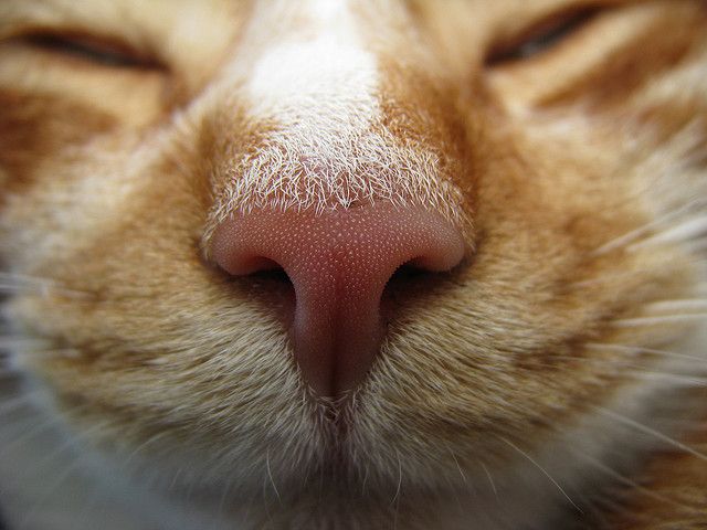 Cat Nose Anatomy