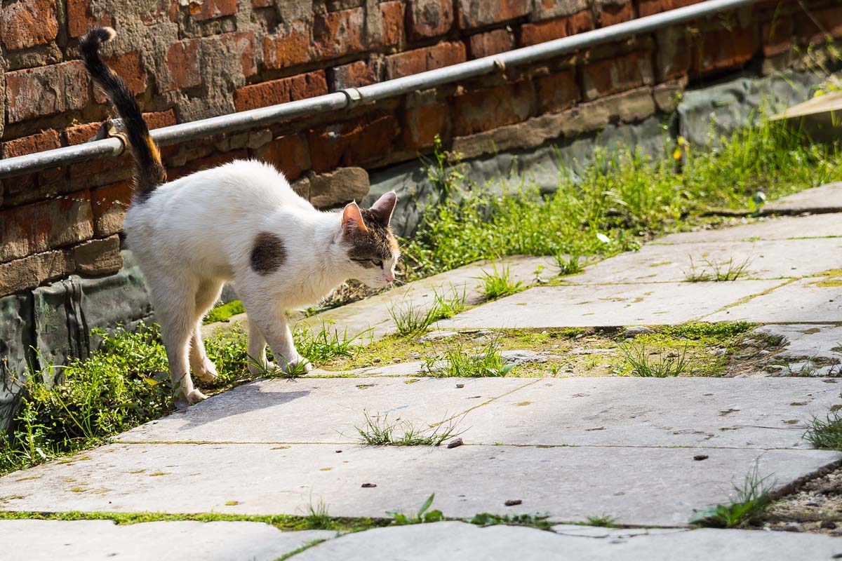 How Often Do Male Cats Spray In The House