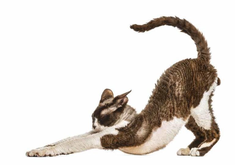 Do Cats Have Shoulders? Kitty Devotees