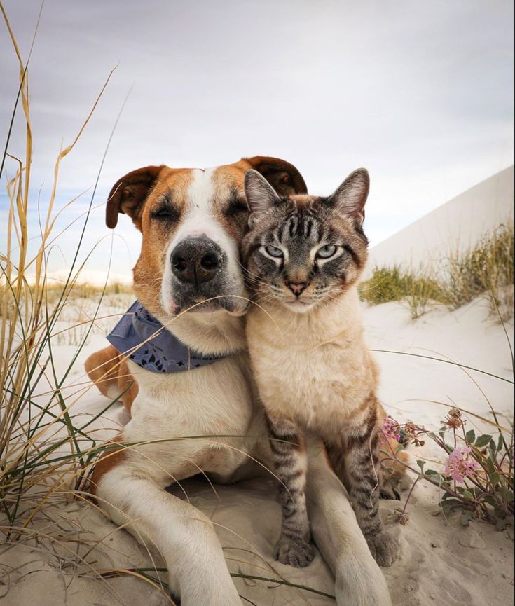 Has There Ever Been A Dog And Cat Mix Breed? - Kitty Devotees