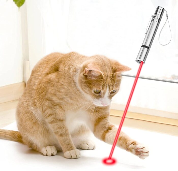 Are laser lights bad hotsell for cats