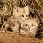 Can Sand Cats Be Pets