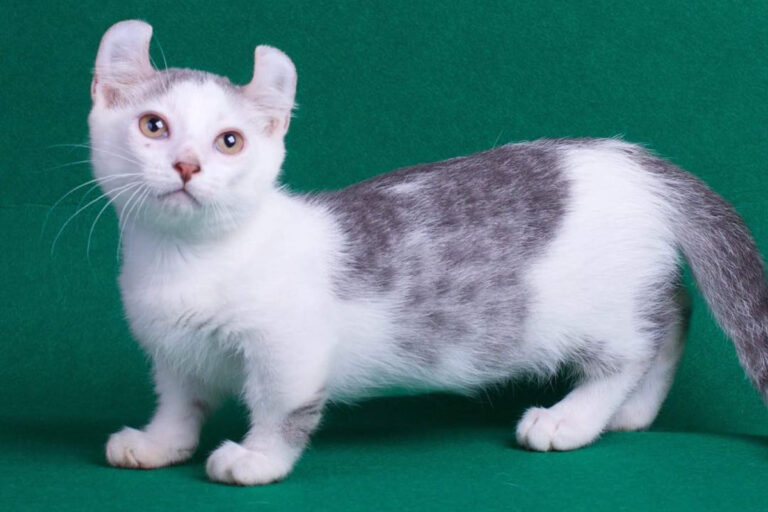 Dwarf Cats Info Breeds Rarity Facts Traits And Lifespan Kitty Devotees
