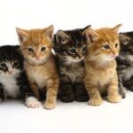 How Much Should A Kitten Weigh