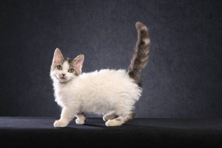 Dwarf Cats Info, Breeds, Rarity, Facts, Traits & Lifespan Kitty