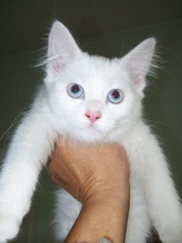 Albino Siamese Cat