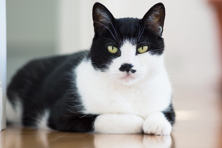 why-are-black-and-white-cats-unpopular-kitty-devotees