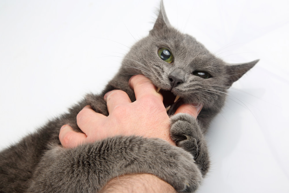 How Strong Is A Cat Bite Force PSI Kitty Devotees