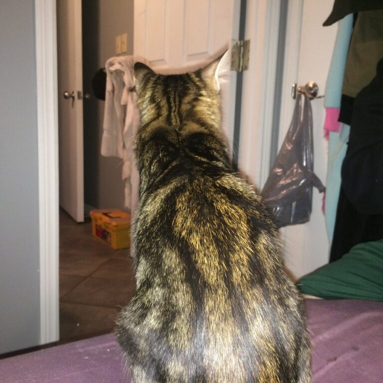 What are Glitter Bengals? Kitty Devotees