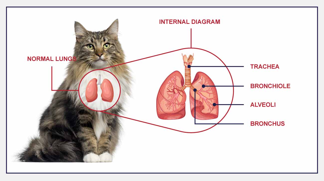 Коты легких делают. Дыхательная система кошки. Органы дыхания кота. Дыхательнаясисрема кошек.