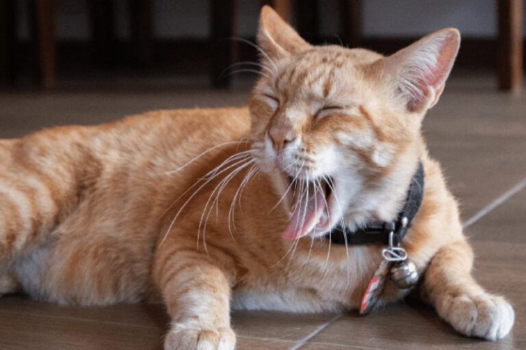 Do Cat Colds Go Away On Their Own? Kitty Devotees