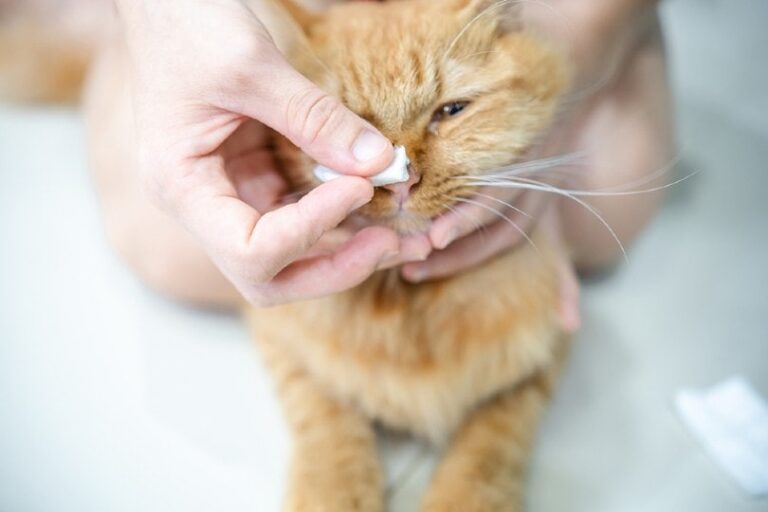 7 Effective Cat Blocked Nose Remedies Kitty Devotees