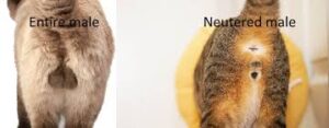 What Does A Male Cat Look Like After Being Neutered? - Kitty Devotees