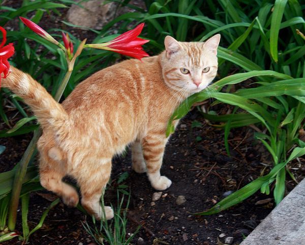 Do Male Cats Mark Their Territory After Being Neutered