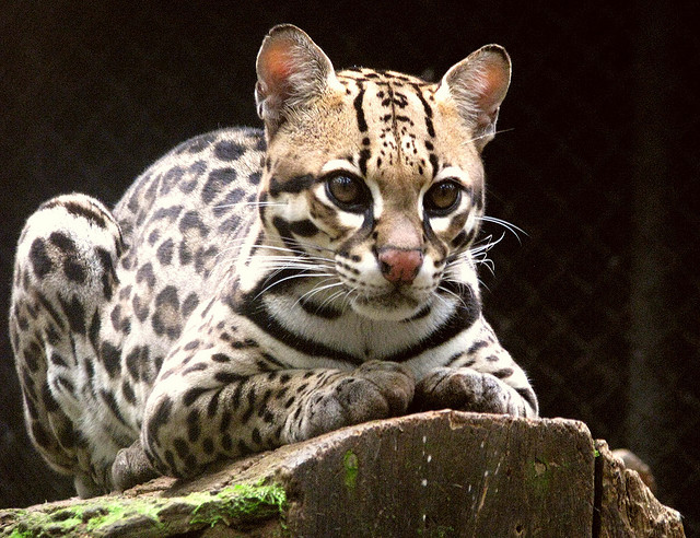 Can Ocelots Breed With Domestic Cats