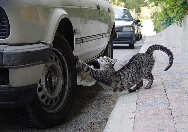 Are Tires Toxic To Cats?