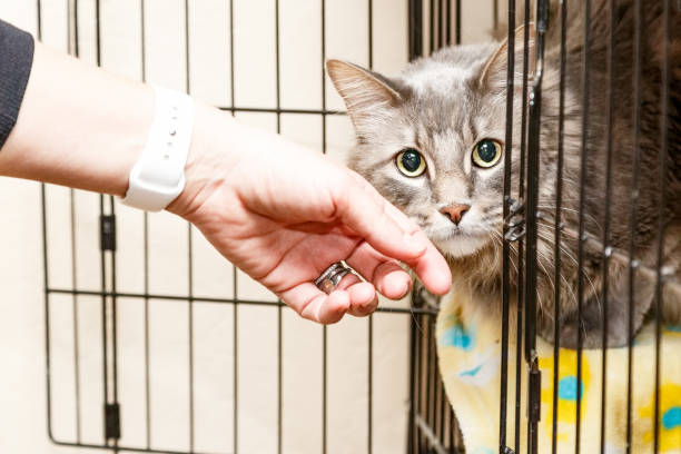 Cat in crate outlet all day