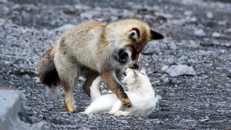 Can A Fox Breed With A Cat?