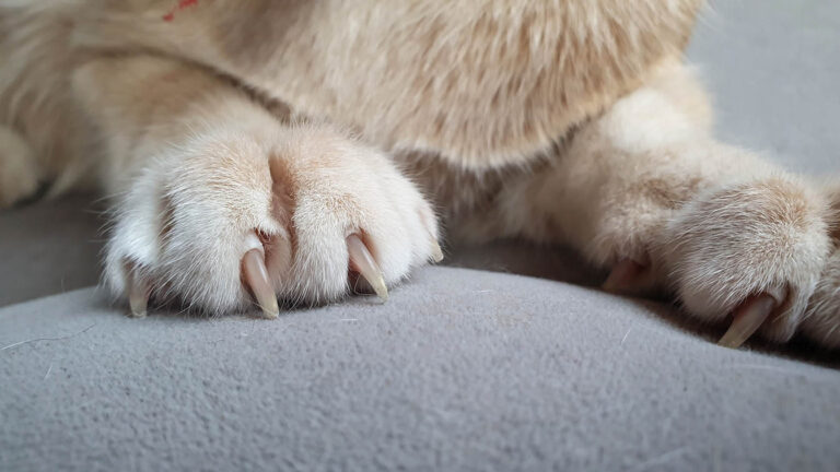 Cat Claw Bent Sideways: What Does It Mean? - Kitty Devotees