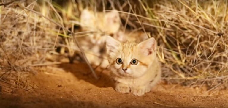 How Much Are Sand Cats?