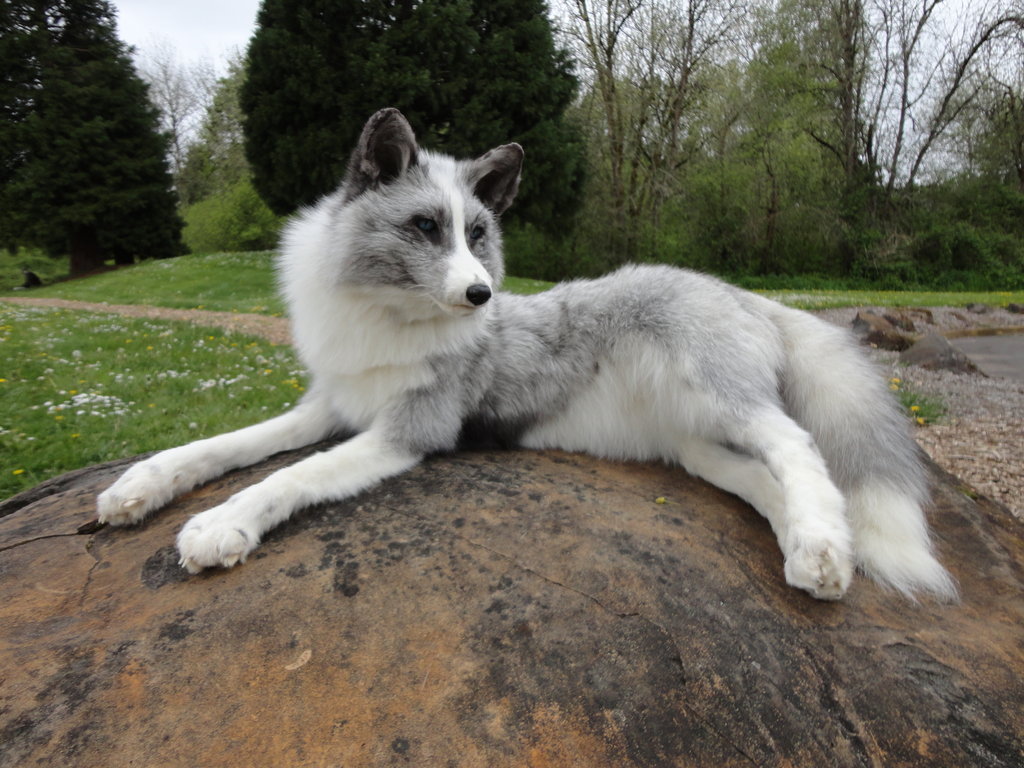 Do Canadian Marble Cats Or Canadian Husky Cats Exist? - Kitty Devotees