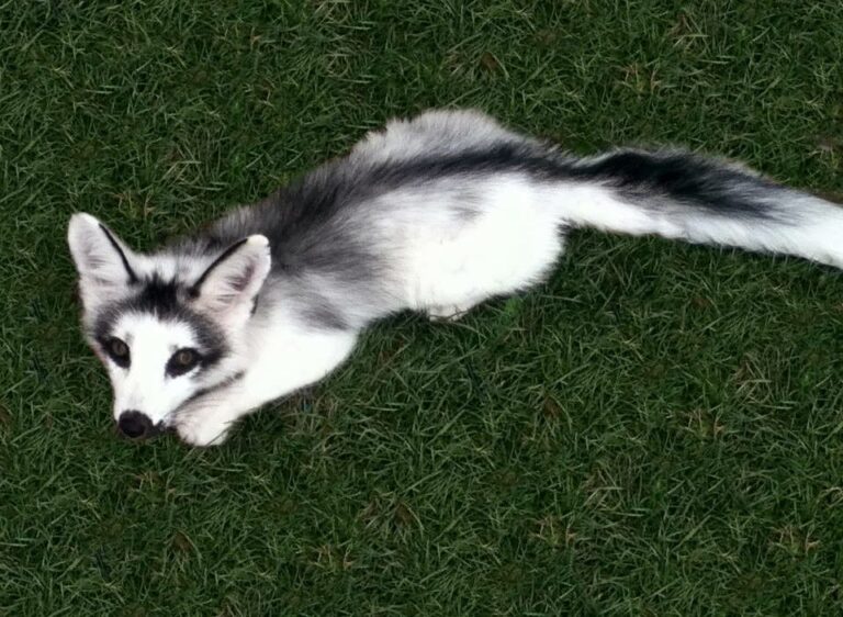 Do Canadian Marble Cats Or Canadian Husky Cats Exist?