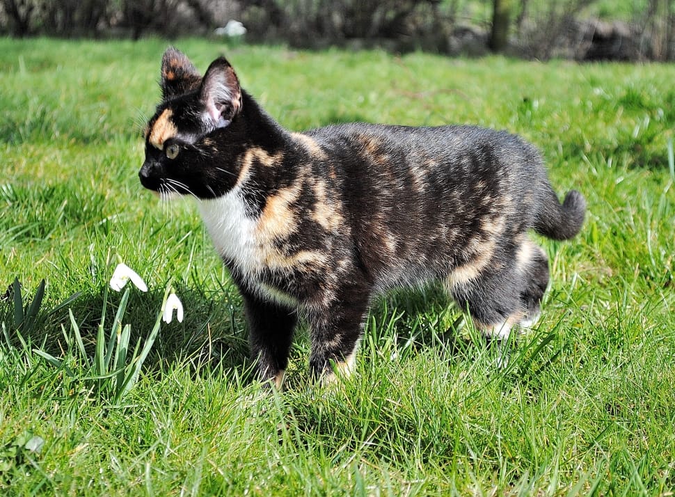 Brindle Cats A Complete Guide to your Kitty’s Pattern Kitty Devotees